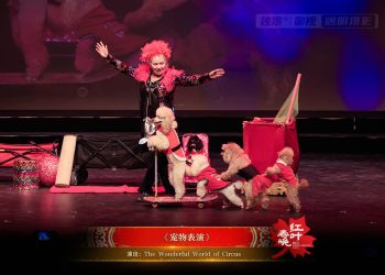 【视频】《宠物表演》| 演出：The Wonderful World of Circus